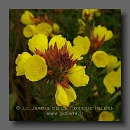 Oenothera fruticosa (le jardin de la poterie Hillen) www.poterie.fr